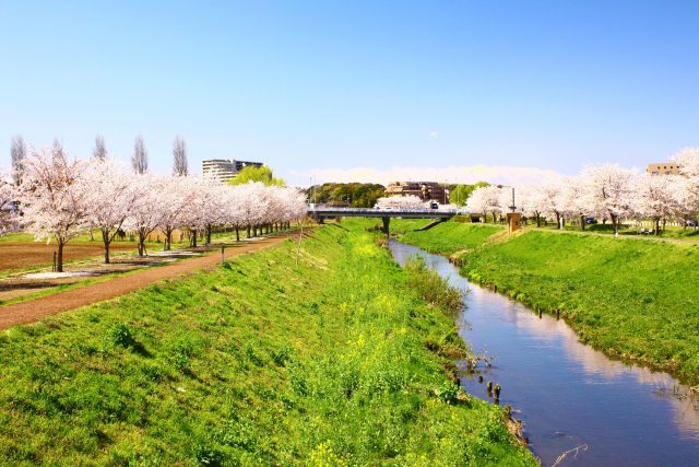 柏市 大堀川